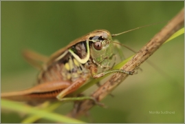 <p>KOBYLKA LUČNÍ (Roeseliana roeselii) Rybniště ---- /Roesel's Bush-cricket/</p>